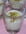 Mousse au miel eclats de pistache