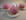 Bouch�es de mousse cassis