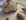 D�me de sorbet p�che sur croustillant pistache 