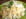 Risotto citronn� au saumon et au crabe