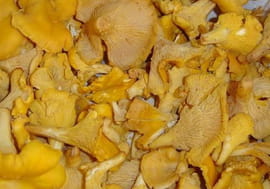 Po�l�e de girolles