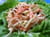 Salade de chou Coleslaw