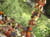 Brochettes de lotte aux l�gumes grill�s