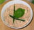 Mousse de thon