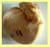 Glace vanille, rhum et raisins secs