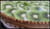 Tarte aux kiwis