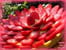 Tarte aux fraises