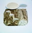 Cabillaud, champignons en persillade aux amandes