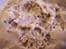 Mousse aux speculoos