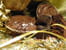 Fondants chocolat-noisettes