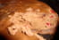 For�t-noire fa�on cheesecake