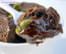 Coulant au chocolat aux �clats de pistache