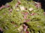 P�tes fraiches aux lardons et bleu