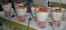 Verrine de saumon fum�