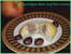 Muffins d automne