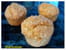 Mini cakes coco et tofu