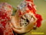 Cannelloni au fromage et jambon