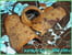 Tuiles au chocolat