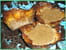 Tuiles aux amandes garnies de son fondant aux marrons