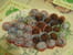 Truffes au chocolat noir