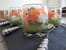 Verrines avocat-saumon 