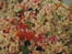 Semoule en salade color�e