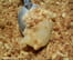 Crumble pommes poires avoine et amandes