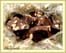 Fudges au Chocolat Noir et Peanut butter