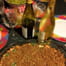 Crumble au saumon