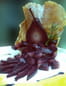 Cr�pe belle ang�vine