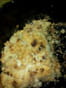 Crumble aux pommes