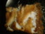 Crumble aux pommes