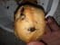Muffins au chocolat