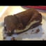 Brownie cheesecake