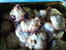 Cookies au chocolat blanc et aux cranberries