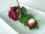 Betteraves rouges et radis roses