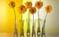 Verrines aux pommes �pic�es et noix caram�lis�es