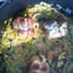 Paupiettes foresti�res � la cr�me