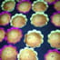 Madeleines
