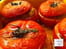Tomates farcies