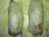 Endives au jambon sauce roquefort