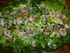Salade de bulots sauce mousseline
