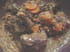 D�lice de pigeons