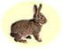 Lapin