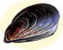 Moule