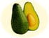 Avocat