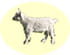 Chevreau
