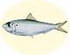 Sardine