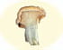 Pied-de-mouton