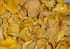 Po�l�e de girolles